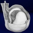 file-14.jpg testis with covering layers 3D model