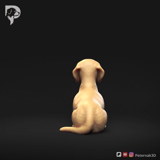 Dachshund-Smooth-Haired-Pose-07-Dog-3D-Print-5s.jpeg Teckel à poil lisse Pose 07