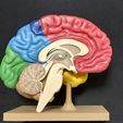 1687378174344.jpg Brain for human anatomy study, Split hemispheres + support.