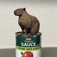 tomato-sauce-for-scale-capybara.jpg Realistic Capybara