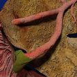 hepato-biliary-tract-pancreas-gallbladder-3d-model-blend-29.jpg Hepato biliary tract pancreas gallbladder 3D model