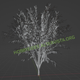 Vista2.png Baum
