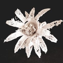 Queen of the Night  blossom