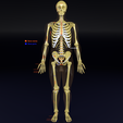 sig1aa.png Human skeleton set complete separable labelled bone names parts 3D model