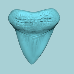 00main.png Megalodon Tooth - Jurassic Fossile Real Size