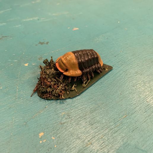 Cubaris Rubber Ducky Isopod Roly Poly