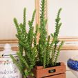 IMG_20210801_072842.jpg Fruit box Wooden box planter - Three sizes_ 1/6 Scale_Action figure_ Doll House