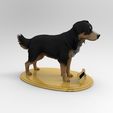 untitled.389.jpg Mongrel Dog Borador