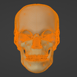 30.png 3D Model of Skull with Brain and Brain Stem - best version