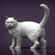 british-shorthair-cat1.jpg british shorthair cat 3D print model