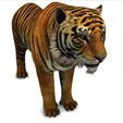 0U.jpg TIGER - DOWNLOAD TIGER 3d model - animated for blender-fbx-unity-maya-unreal-c4d-3ds max - 3D printing TIGER FELINE - CAT - PREDATOR