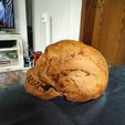 4.jpg Neanderthaler Skull