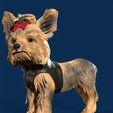 tuco_002.jpg Yorkshire Dog Mini