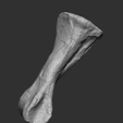 HYPA BONE1.png Dinosaur Bone - Hypacrosaurus metatarsal