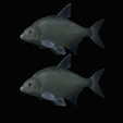 Bream-fish-18.png fish Common bream / Abramis brama solo model detailed texture for 3d printing