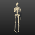 squelette2.png Thoughtful skeleton