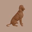 Afghan_Hound_0003.jpg Afghan Hound Dog in Sitting Pose