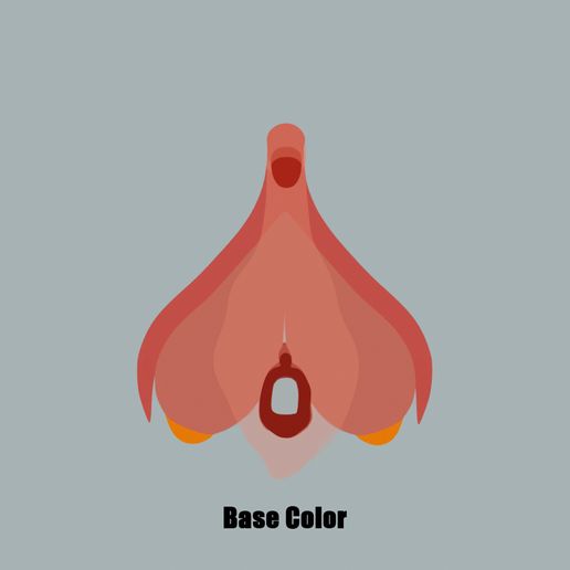 clitoris_Base_Color.jpg Anatomie du clitoris - Clitoris excité
