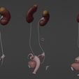 5.jpg 3D Model of Female Reproductive and Urinary System