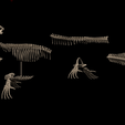 9.png Esqueleto de Mosasaurus