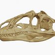 27.jpg Allosaurus skull