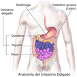 Est6mago Intestino grueso Intestino (colon) delgado Duodeno Yeyuno Tleon Anatomia del Intestino Delgado SMALL INTESTINE PARTS / INTESTINO PEQUEÑO PARTES (FOLDABLE)