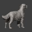 English-Setter12.jpg English Setter 3D print model