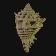 shell.blend10345.png Shell