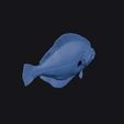 harmands_sole_0007.jpg Harmands Sole
