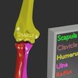 upper-limbs-with-girdle-color-coded-3d-model-5.jpg upper Limbs with girdle color coded 3D model