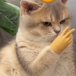 WhatsApp-Image-2024-03-19-at-11.55.13-AM.jpeg Cat hand