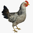 portada-uuU.png CHICKEN CHICKEN - DOWNLOAD CHICKEN 3d Model - animated for Blender-Fbx-Unity-Maya-Unreal-C4d-3ds Max - 3D Printing HEN hen, chicken, fowl, coward, sissy, funk- BIRD - POKÉMON - GARDEN