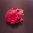 1614110082873.jpg "Cat Skull" : 3D file for sale