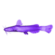 OBJ.obj CATFISH WATER RIVER OCEAN SEA ANIMAL Anatomy FISH Pike 3