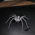 IMG20240508025038.jpg Fiddler Spider Loxosceles (Male)