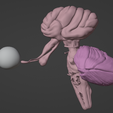 6.png 3D Model of Brain Stem and Cranial Nerves