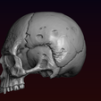14-1.png Skull detailed