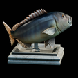 Dentex-trophy-8.png fish Common dentex / dentex dentex trophy statue detailed texture for 3d printing