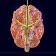screenshot155.jpg Central nervous system cortex limbic basal ganglia stem cerebel 3D model