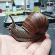 720X720-20230531-135404.jpg Burgundy Snail