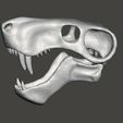 inostrancevia3.jpg Dinosaur skull, Inostrancevia cranium and jaw