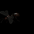TT.png ANT - DOWNLOAD ANT 3d Model - animated for Blender-Fbx-Unity-Maya-Unreal-C4d-3ds Max - 3D Printing ANT ANT - INSECT - POKÉMON - BUG - DINOSAUR - DRAGON - BEE
