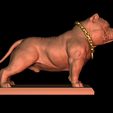 5.jpg American Bully Pocket