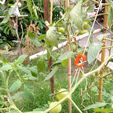IMG_20210303_103031684.jpg Gancho para plantas de tomates