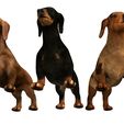 04.jpg DOG - DOWNLOAD Dachshund 3d model - Dog animated for blender-fbx-unity-maya-unreal-c4d-3ds max - 3D printing Dachshund DOG SAUSAGE - SAUSAGE PET CANINE WOLF