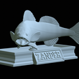 zander-statue-4-mouth-open-30.png fish zander / pikeperch / Sander lucioperca open mouth statue detailed texture for 3d printing