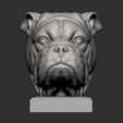 English-bulldog6.jpg English bulldog 3D print model