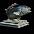 Dentex-trophy-7.png fish Common dentex / dentex dentex trophy statue detailed texture for 3d printing