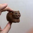 IMG_4629.jpg Oiia Oiia Cat meme spinner