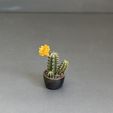 IMG_5426.jpg Miniature Plants for Dollhouse miniature greenery